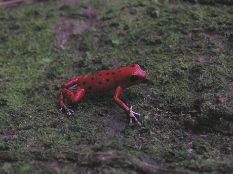 Red frog