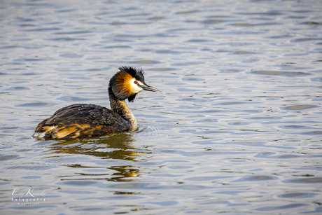 Fuut  (Great Crested Grebe Podiceps cristatus Futen (Podicipedidae)