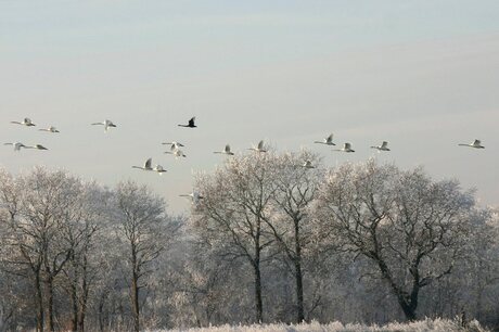 witte zwanen, zwarte zwaan....