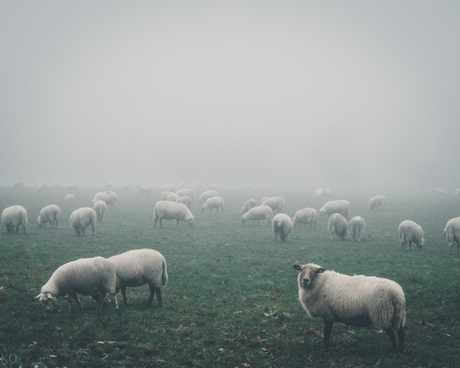 schaapjes in de mist