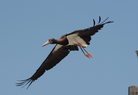 vogel in vlucht