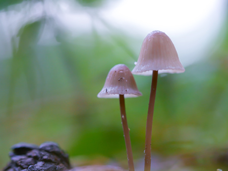 Paddenstoelen 