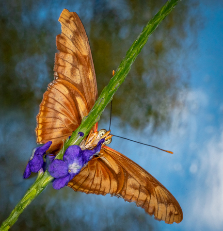 Dryas julia