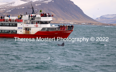 Walvis en boot