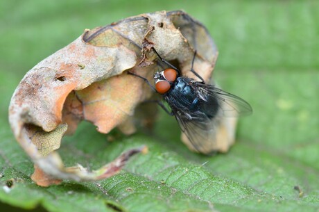 Blauwe vleesvlieg op een verdord eikenblad .