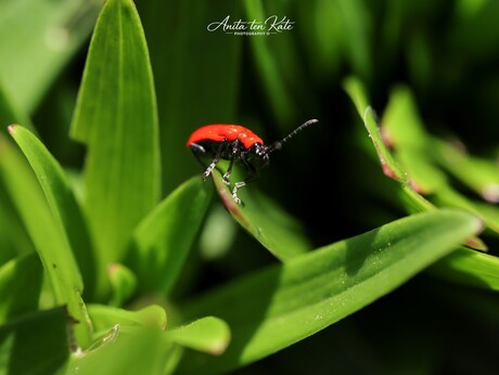 Klein maar opvallend 