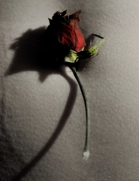 Red Rose