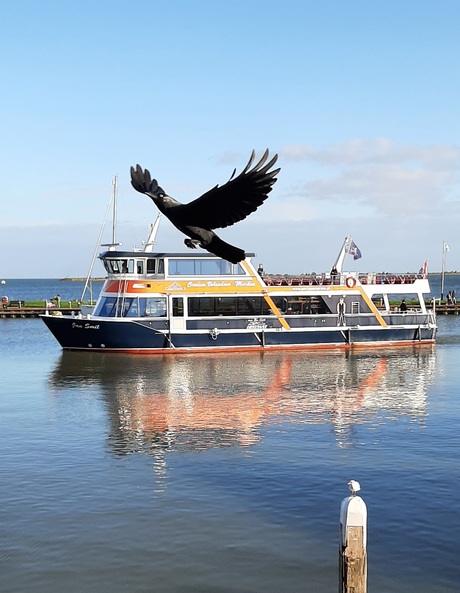 Reuzenvogel landt op passagiersschip