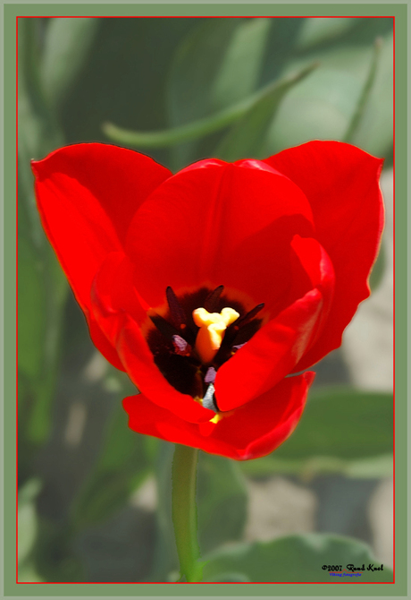 Gewoon een tulp