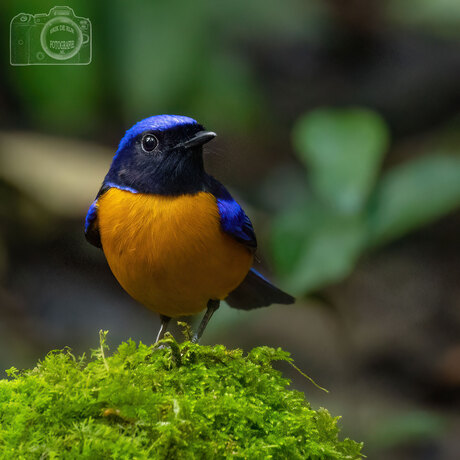 Rufou-bellied Niltava