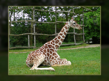 Giraffe