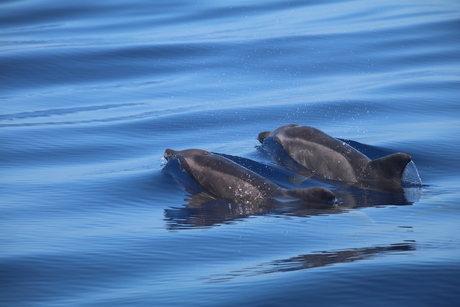 Dolfijnen bij La Palma!
