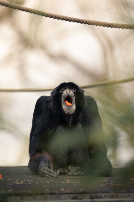 Dieren in Burgers’ Zoo