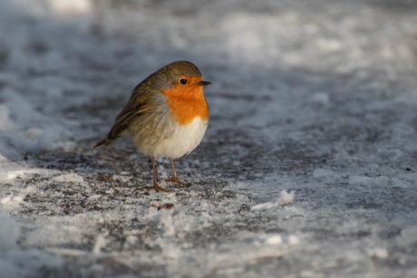 Oranje pluizenbolletje