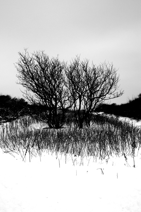 Winterduinen