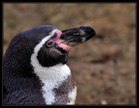 close-up pinguin