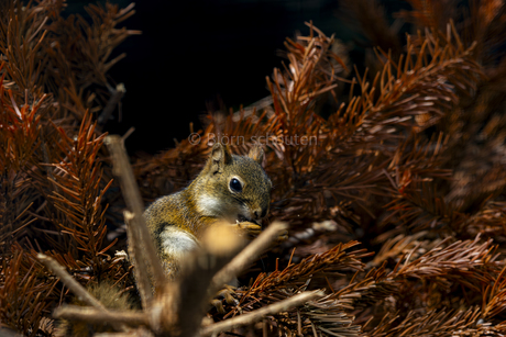 eekhoorn tussen de takken