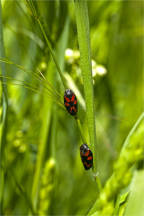 bloedcicaden (Cercopis vulnerata