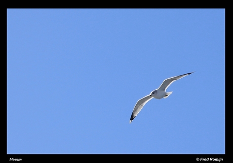 Meeuw in de lucht