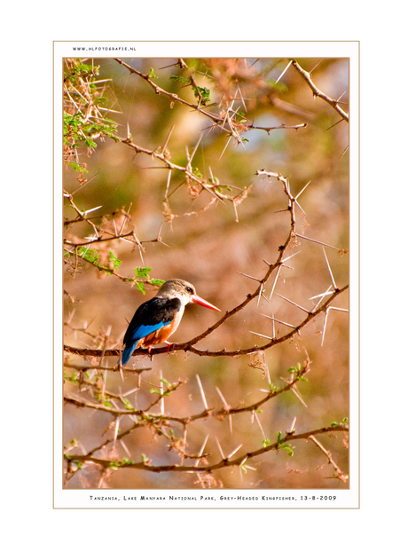 Grey-Headed Kingfisher II