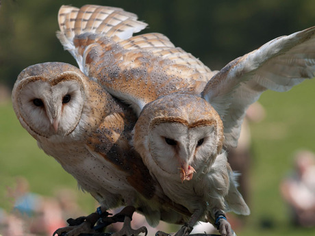 Twee uiltjes tijdens vogelshow