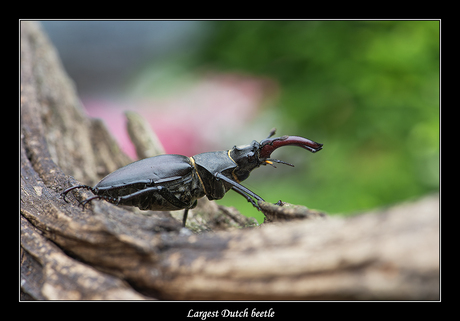 Largest Dutch beetle