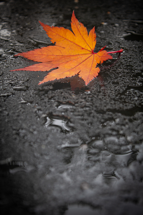 herfstblad op tafel