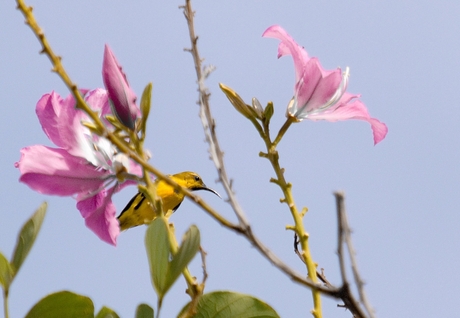 Sunbird