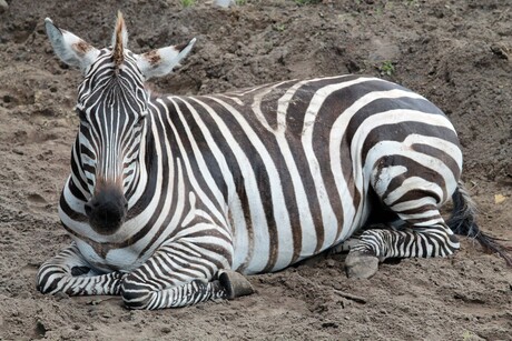 zebra