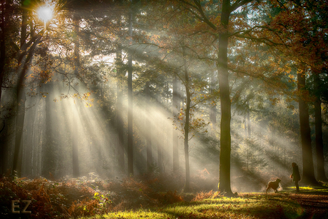 ochtendlicht in november