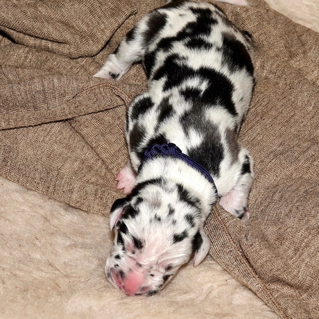 Boris geboren op 17-7-2020