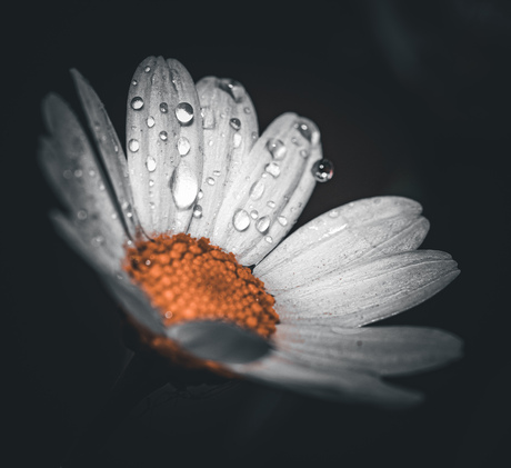 Flower in the rain