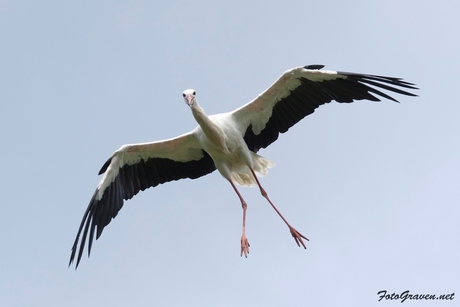 Ooievaar in vlucht