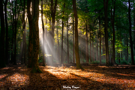 Lightrays - vroeg ochtend in Speulderbos - foto door HT op 10-10-2022 - locatie: 3852 Ermelo, Nederland - deze foto bevat: bos, licht, lichtanval, lights, lightrays, speulderbos, forest, autumn, kleuren, herfst, sony a7r3, voigtlander, nederland, ermelo, plant, boom, mensen in de natuur, hout, natuurlijk landschap, kofferbak, bioom, terrestrische plant, takje, landschap