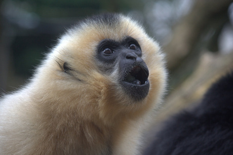Jonge Gibbon