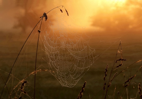 Spinnenweb bij zonsopkomst 
