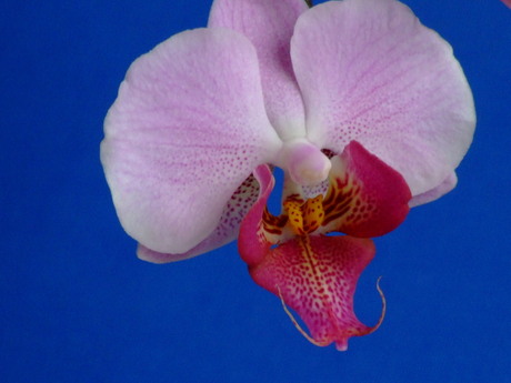 orchidee 2