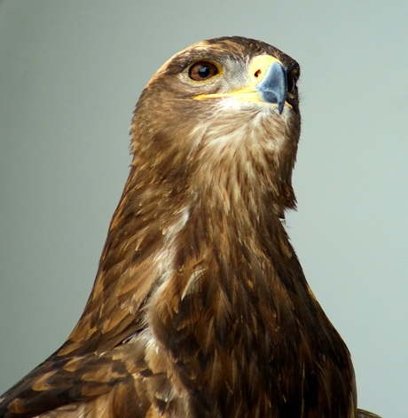 Buizerd