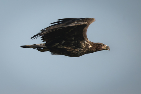 Juveniele zeearend