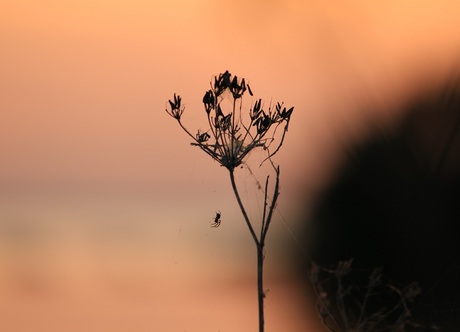 Spin in beeld