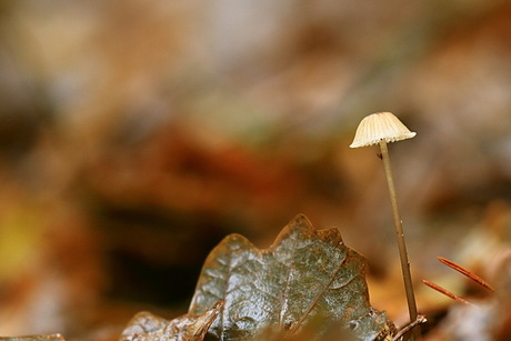 zwammetje (Mycena)