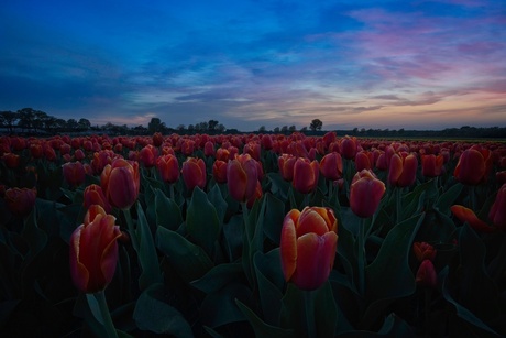 Golden and Fire tulips