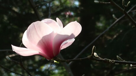 tegenlicht