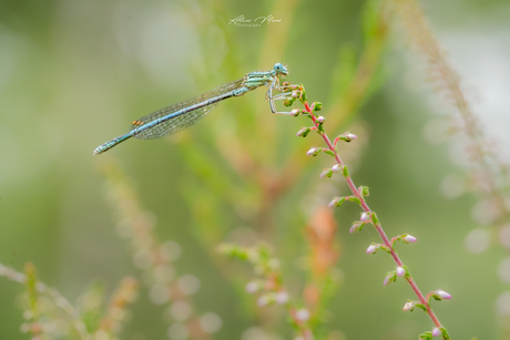 Blauwe breedscheenjuffertje op de heide