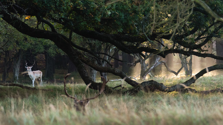 wakker worden in het bos