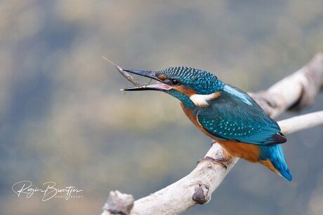 ijsvogel met prooi