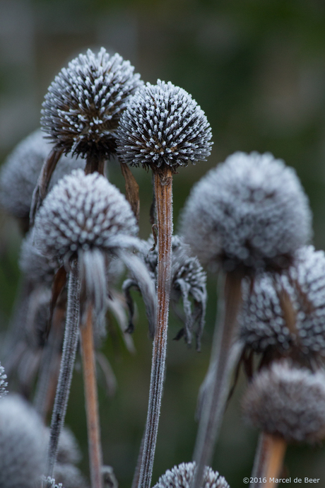 Echinacea's purpurea vorst