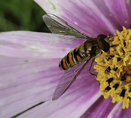 Zweefvlieg op Cosmea