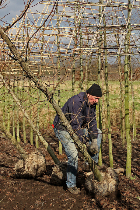 bomen rooien