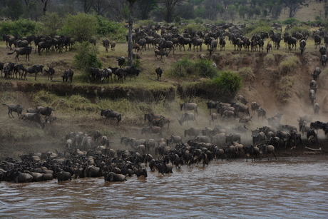 De oversteek van de Mara rivier